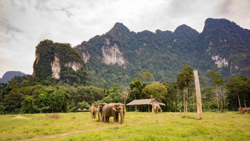 Encountering Elephants: A Journey through Thailand